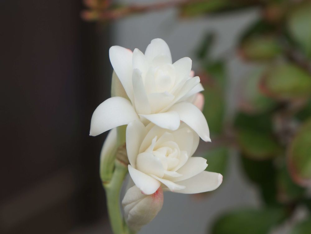 チューベローズ