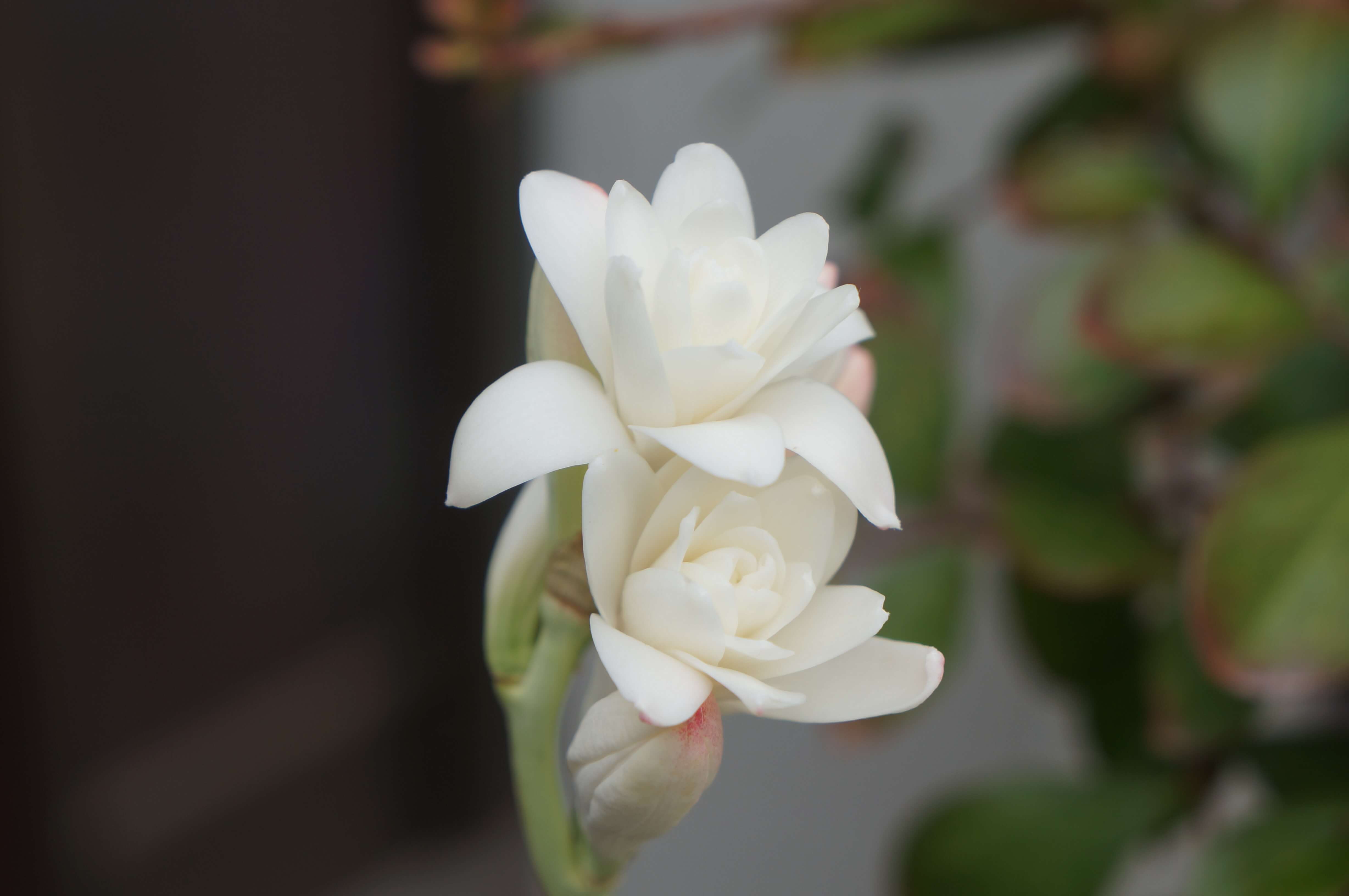 チューベローズの花言葉 意味や花の特徴 香水の香りとして人気 Greensnap グリーンスナップ