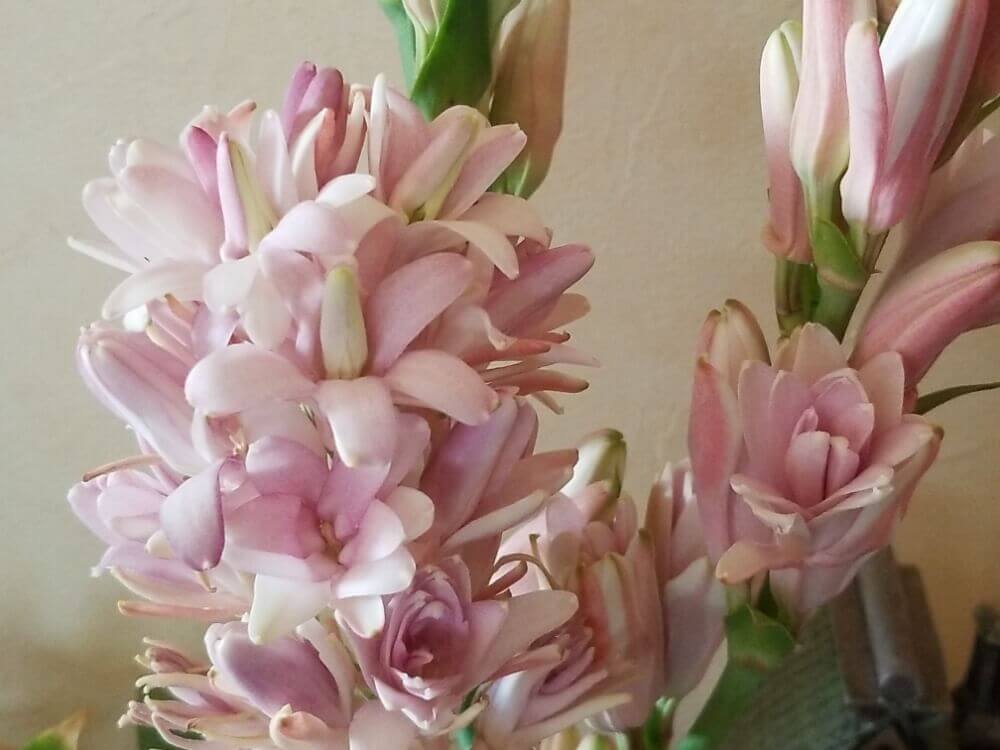 チューベローズの花言葉 意味や花の特徴 香水の香りとして人気 Greensnap グリーンスナップ