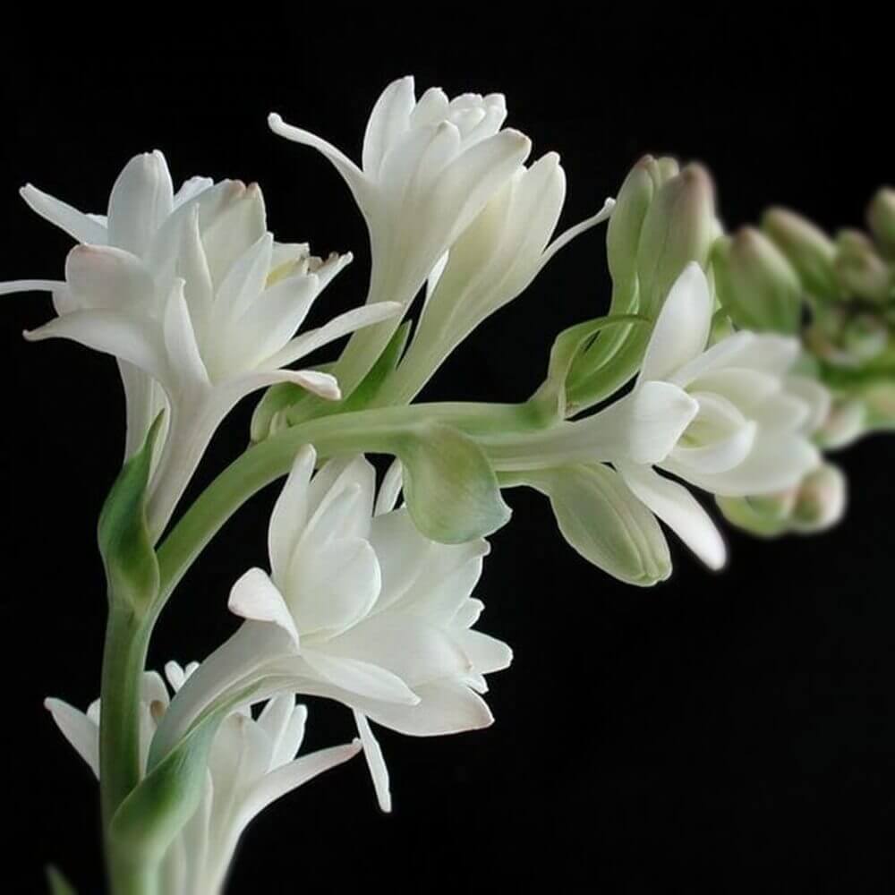 チューベローズの花言葉｜意味や花の特徴、香水の香りとして人気｜🍀GreenSnap（グリーンスナップ）