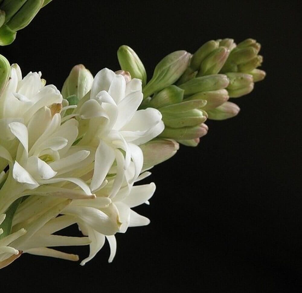 チューベローズ