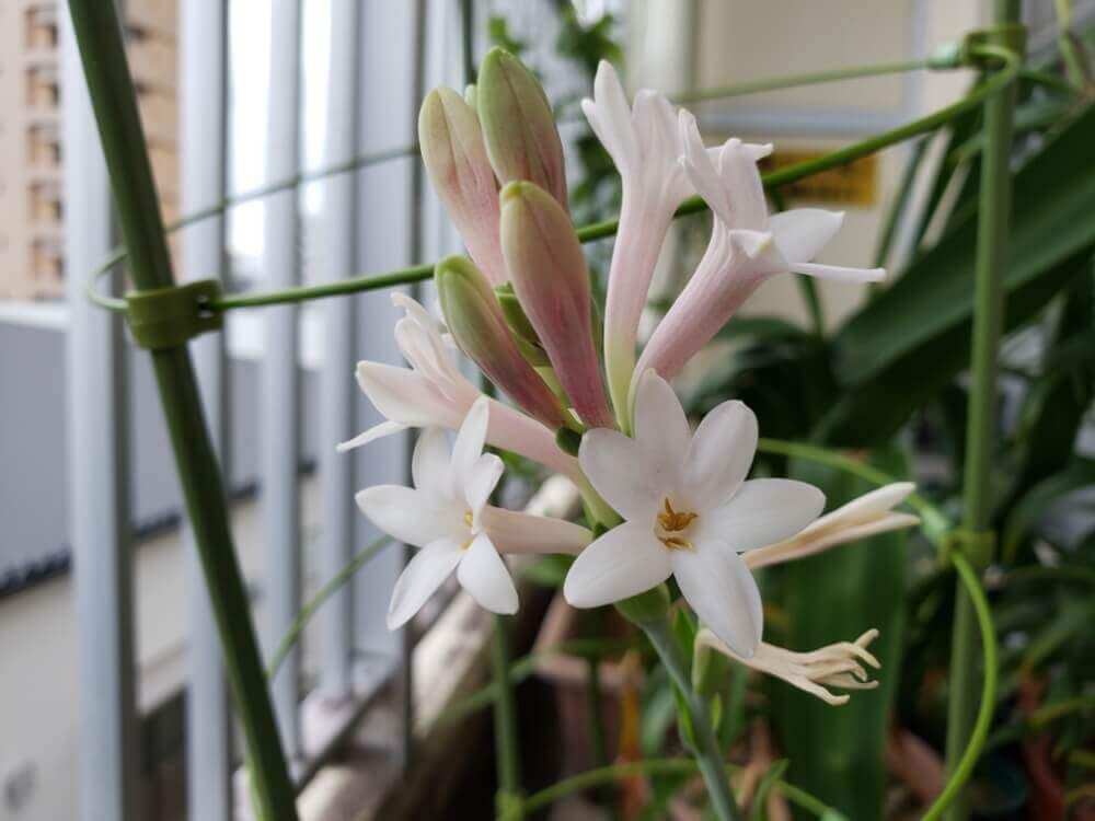 チューベローズ