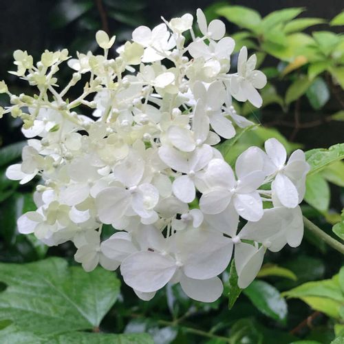 ノリウツギの花言葉 花の特徴や種類 色が変わっていく Greensnap グリーンスナップ ノリウツギの花言葉 花の特徴や種類 色が変わっていく Greensnap グリーンスナップ