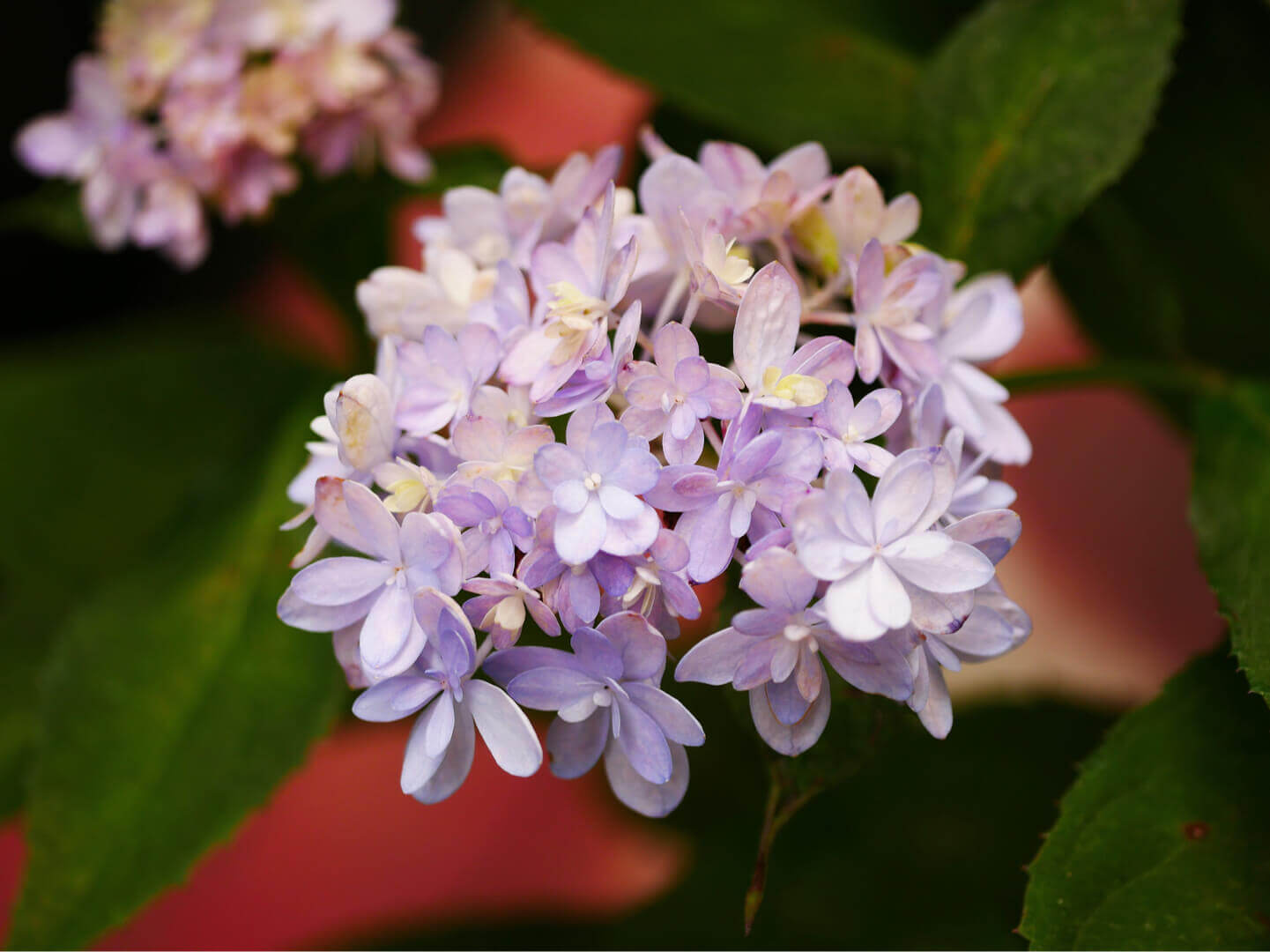 ヤマアジサイの花言葉 花の特徴や由来 種類はある Greensnap グリーンスナップ