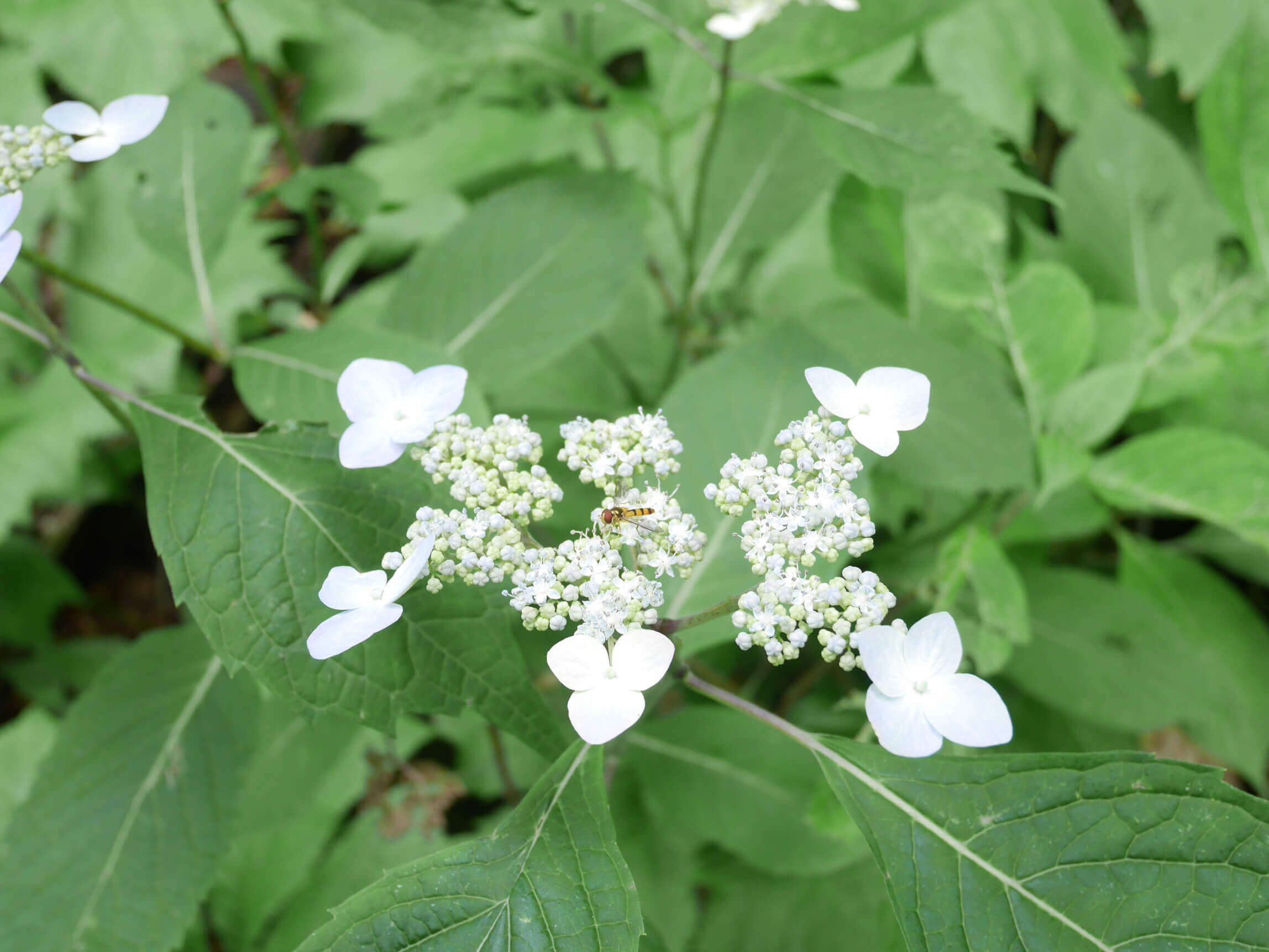 ヤマアジサイの花言葉 花の特徴や由来 種類はある Greensnap グリーンスナップ
