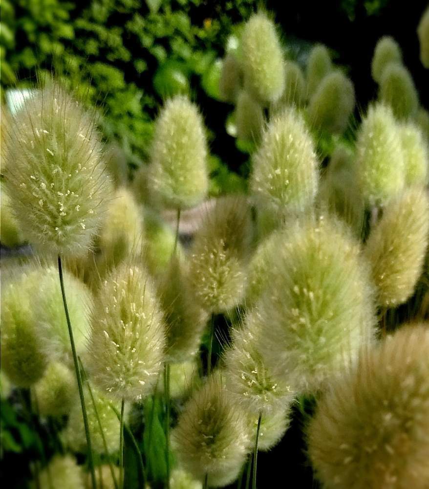 ラグラスの花言葉 花の特徴や種類 アレンジメントのおすすめは Greensnap グリーンスナップ