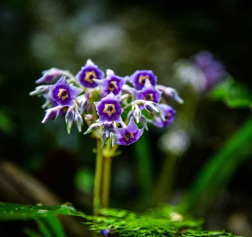 イワタバコの花言葉 花の特徴や種類 名前の由来は Greensnap グリーンスナップ