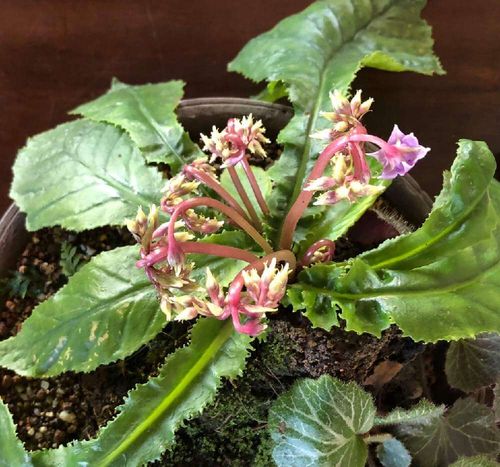 イワタバコの花言葉 花の特徴や種類 名前の由来は Greensnap グリーンスナップ