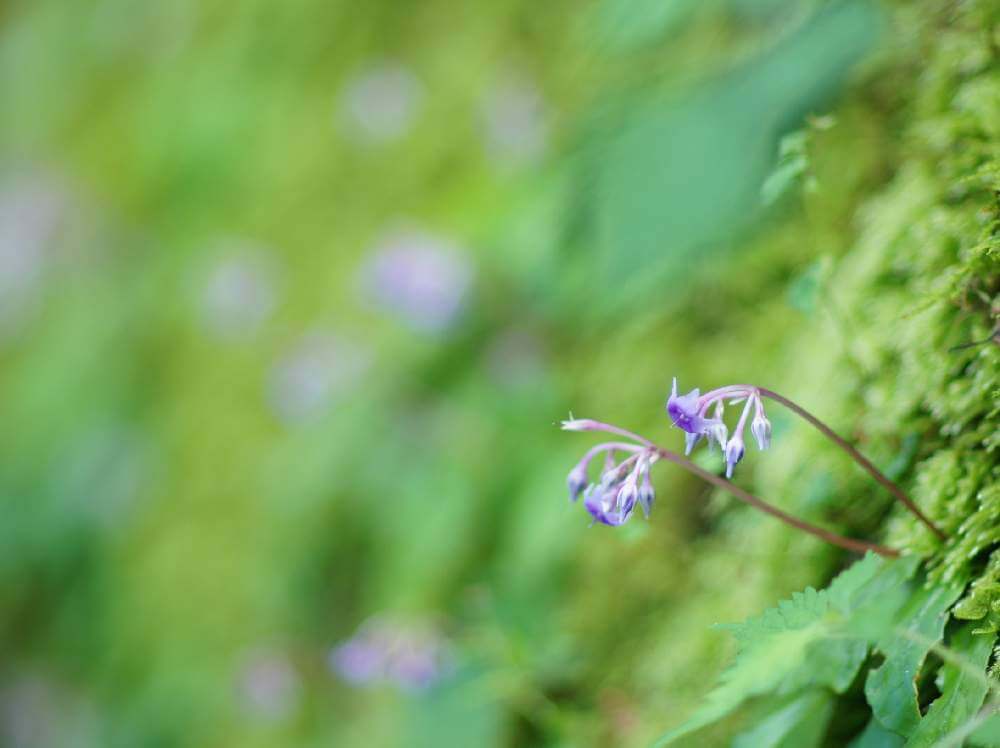 イワタバコの花言葉 花の特徴や種類 名前の由来は Greensnap グリーンスナップ