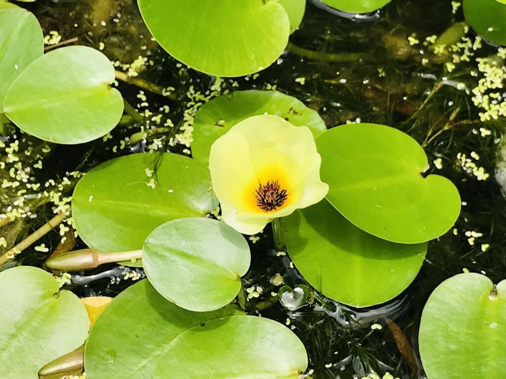 ウォーターポピー