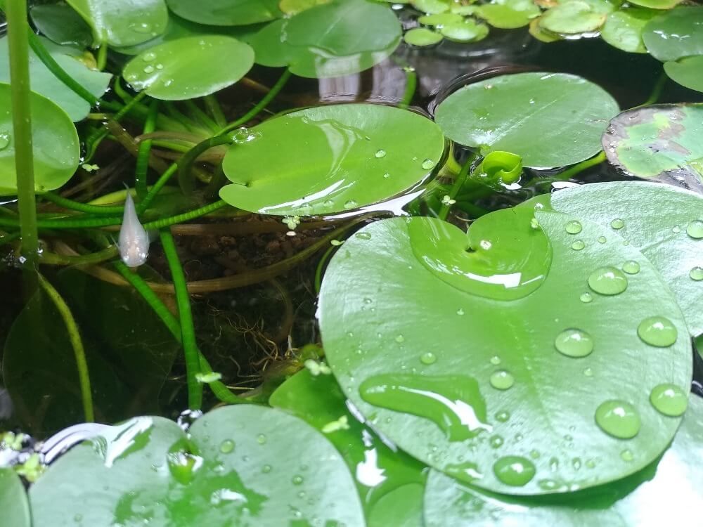 ウォーターポピー