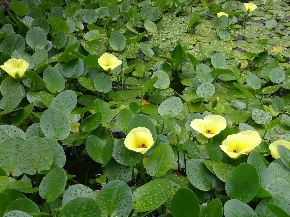 ウォーターポピーの花言葉 花の特徴や由来 水草としておすすめ Greensnap グリーンスナップ