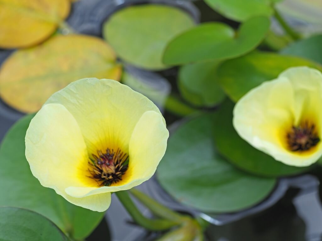 ウォーターポピーの花言葉 花の特徴や由来 水草としておすすめ Greensnap グリーンスナップ