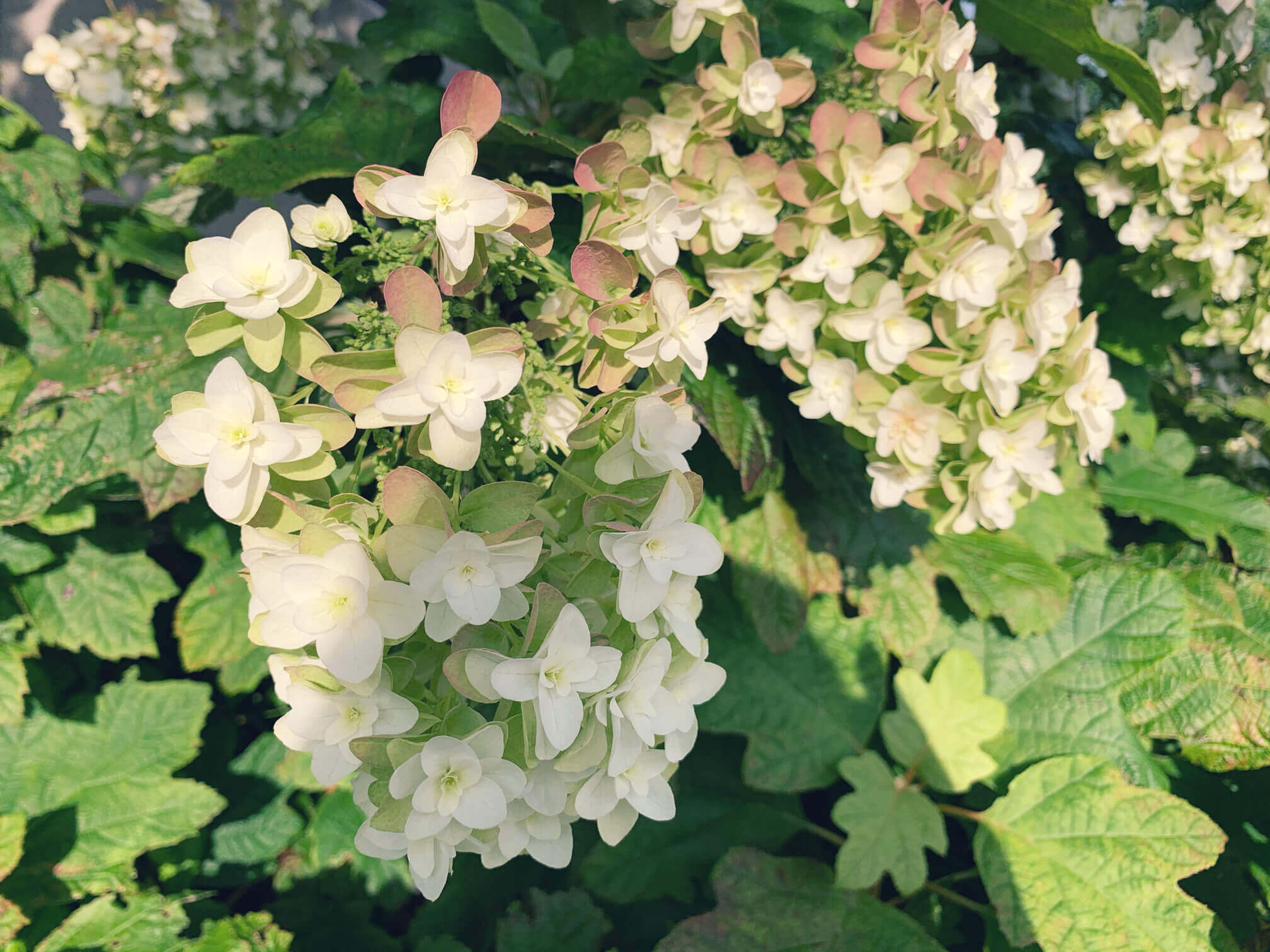 カシワバアジサイの花言葉 種類や由来 花の特徴は Greensnap グリーンスナップ