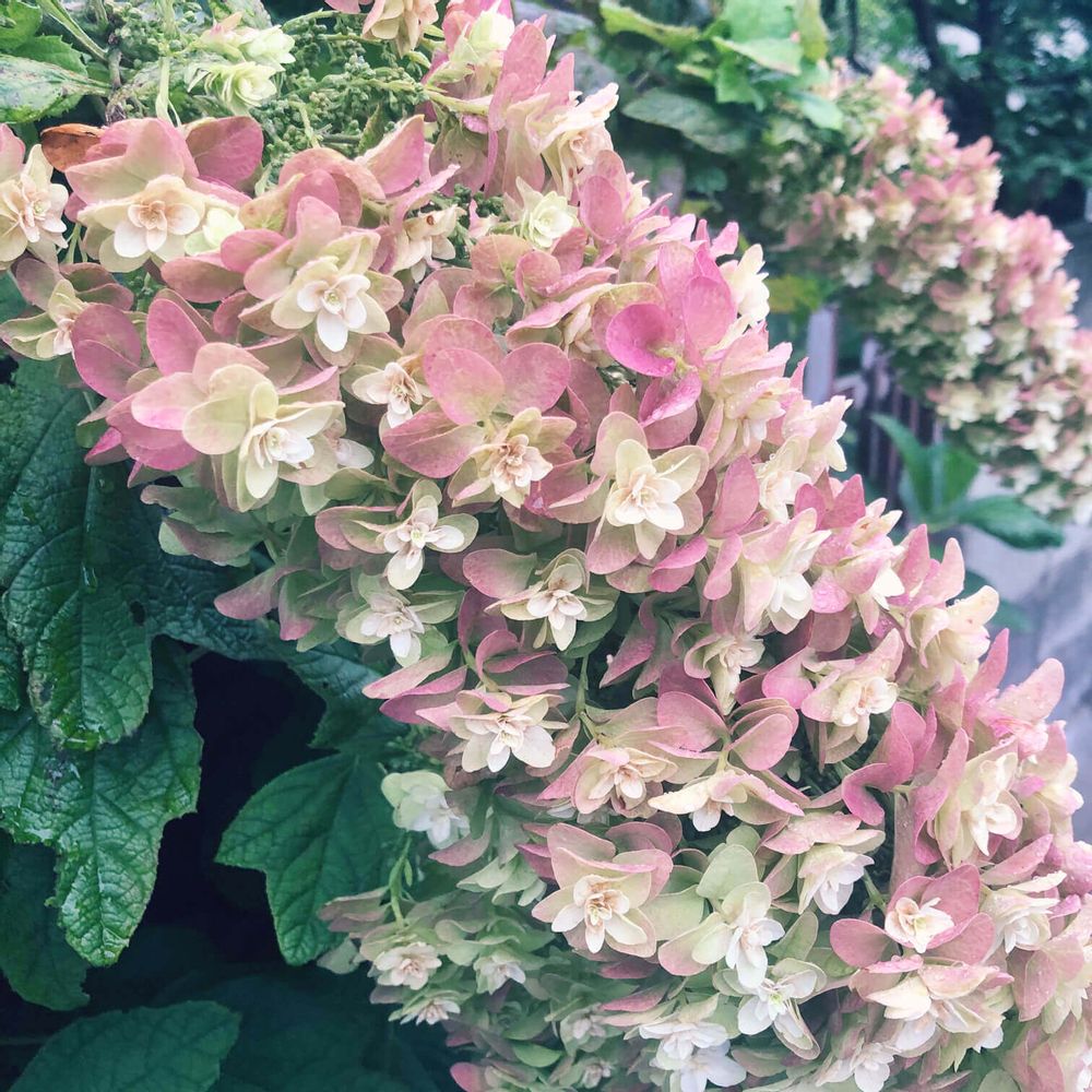 カシワバアジサイ