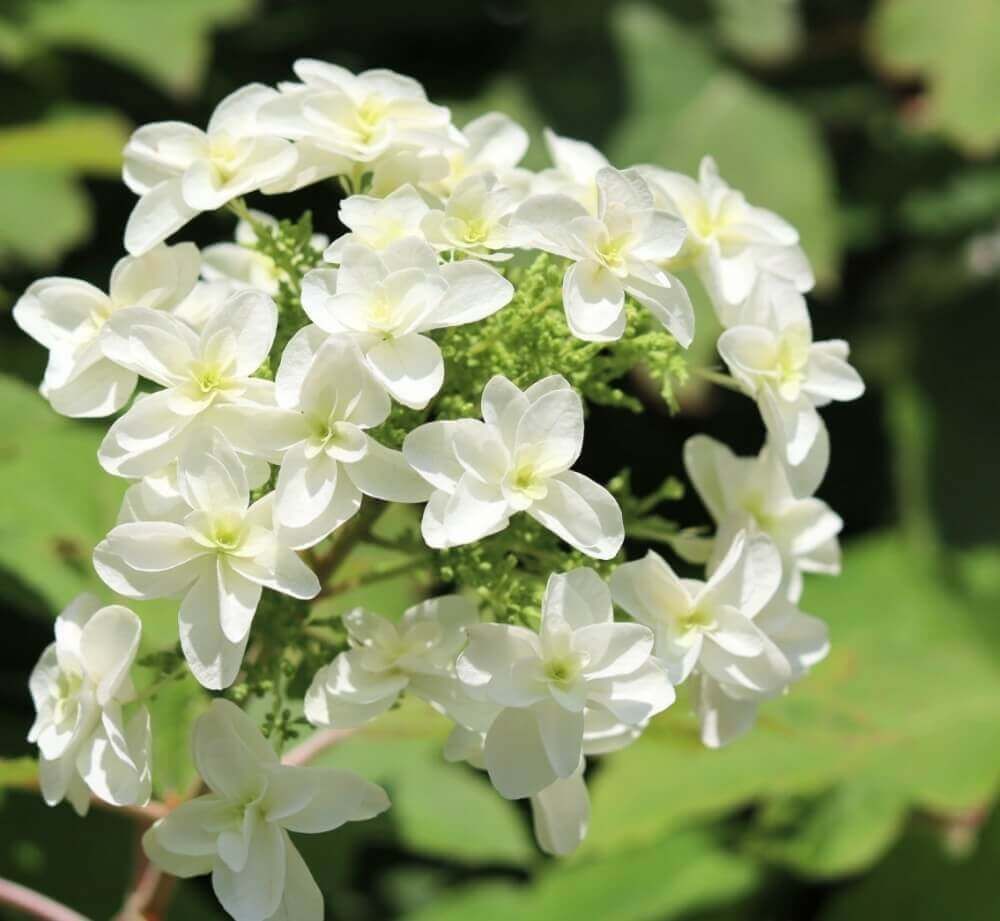 カシワバアジサイ