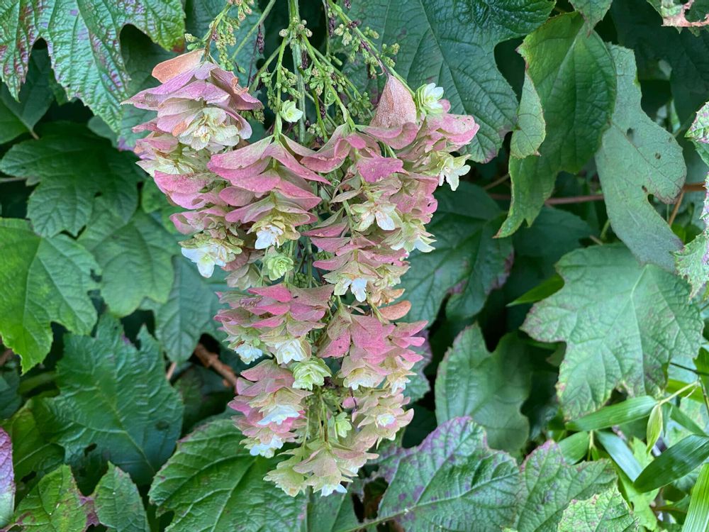 カシワバアジサイ