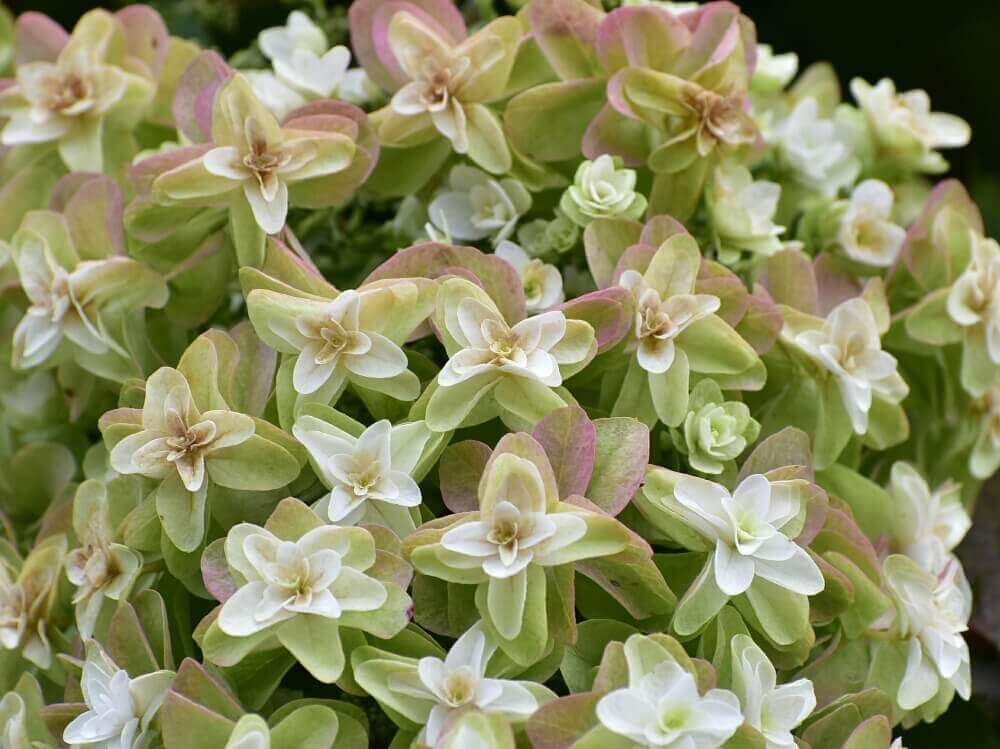 カシワバアジサイ