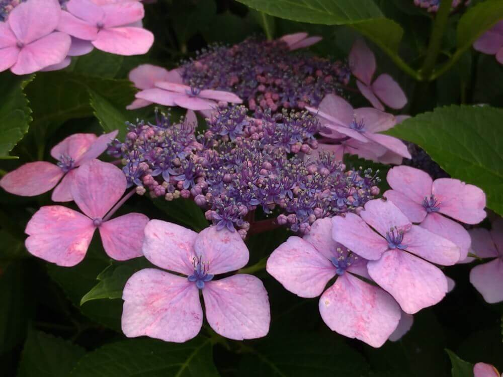 アジサイ 紫陽花 の花言葉 色 種類別の意味や由来とは 花の特徴は Greensnap グリーンスナップ