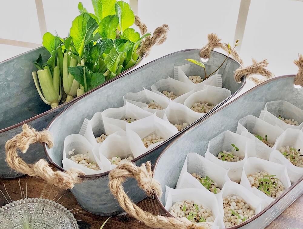 パーライト　水耕栽培