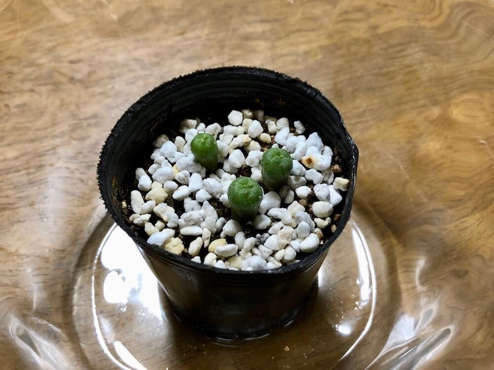 パーライト　多肉植物