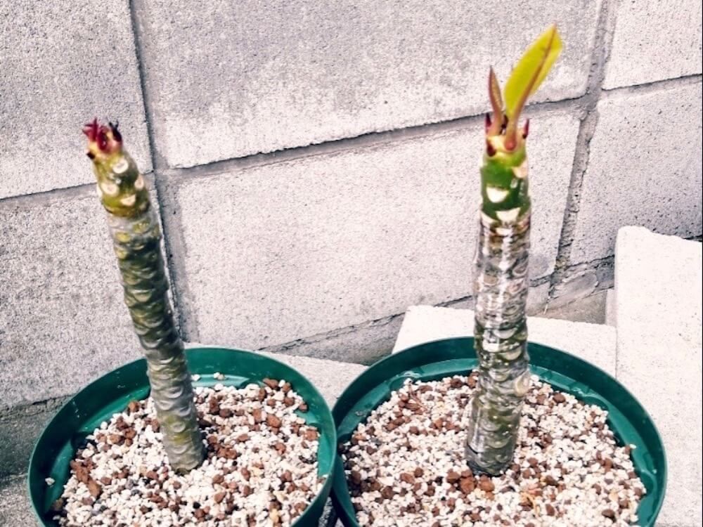 パーライト　挿し芽