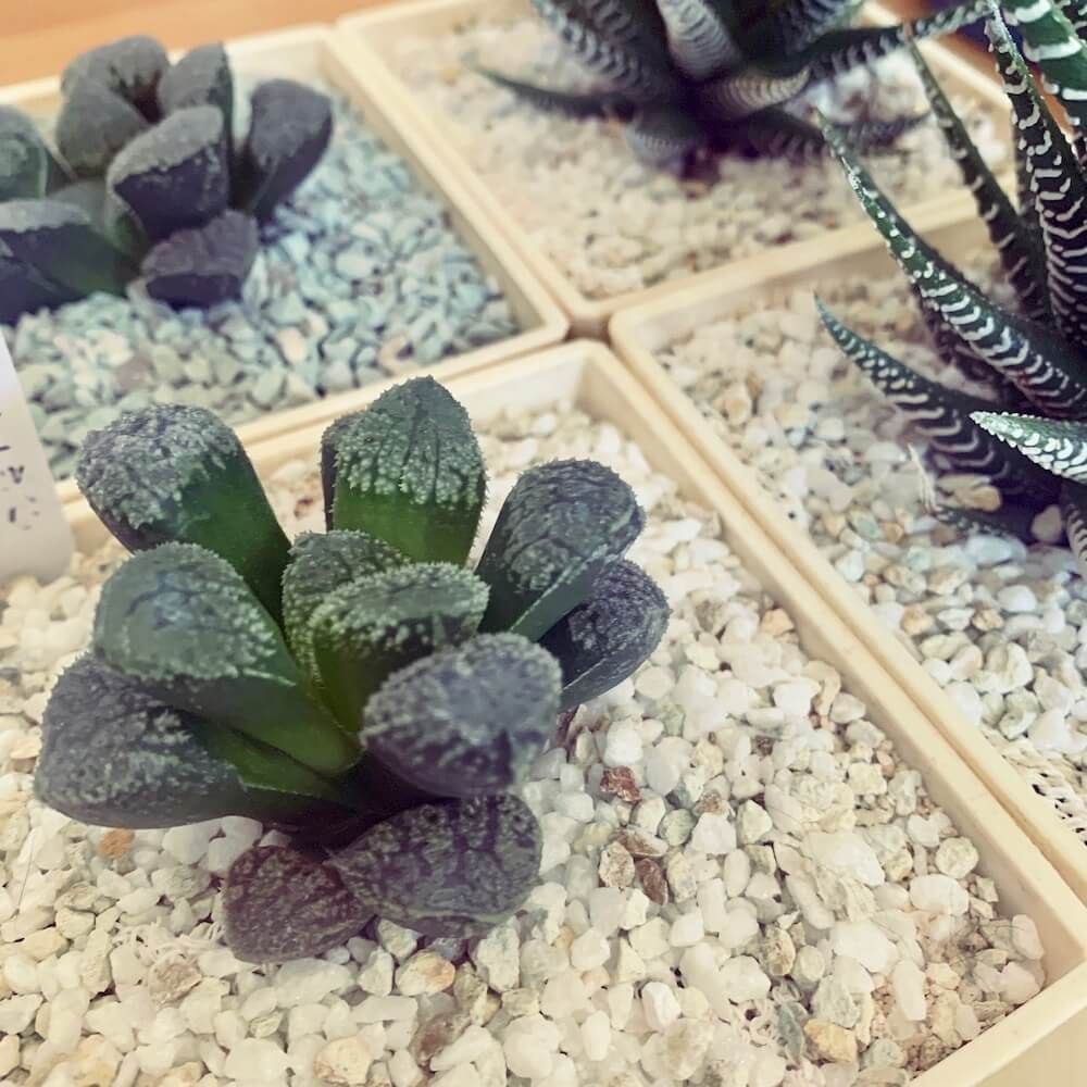 パーライト　多肉植物