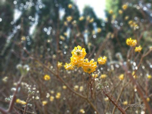 ミツマタの花言葉 花の特徴や種類は 紙の原料って本当 Greensnap グリーンスナップ