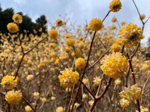 ミツマタの花言葉 花の特徴や種類は 紙の原料って本当 Greensnap グリーンスナップ