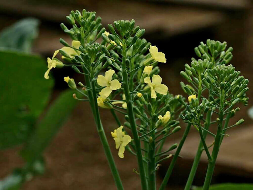 ブロッコリーの花言葉 花の特徴や種類 どんな栄養がある Greensnap グリーンスナップ