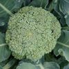 ブロッコリーの病気｜症状や対策、枯れてしまう原因は？の画像