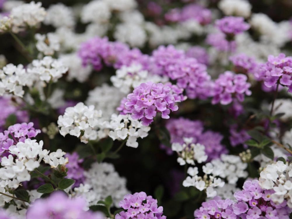 スイートアリッサム