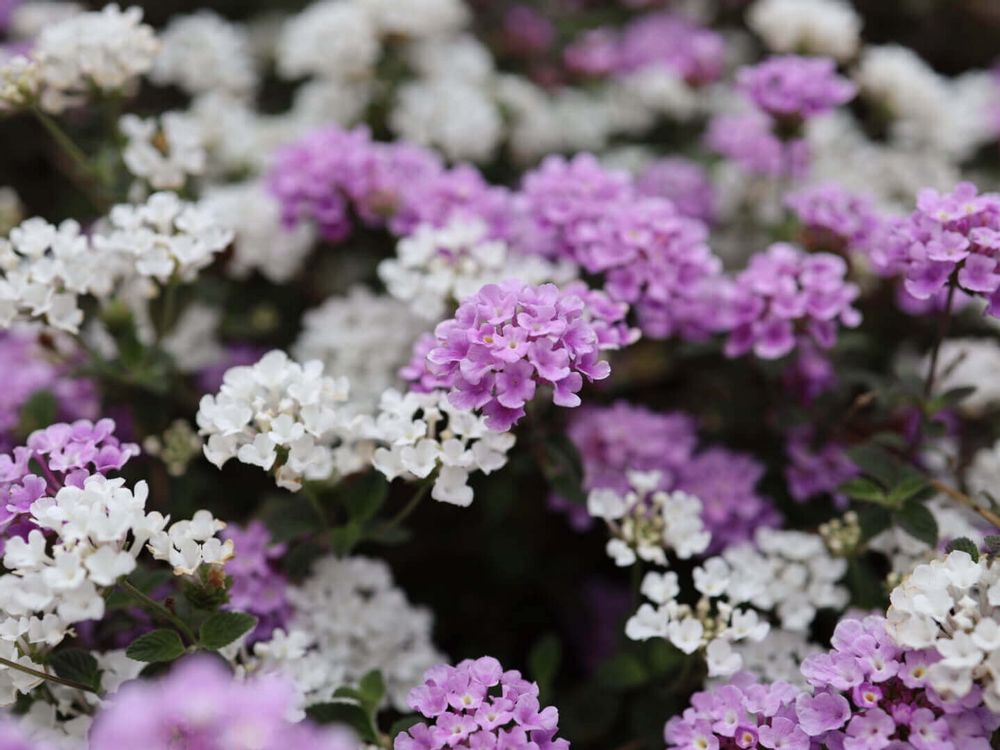 スイートアリッサム