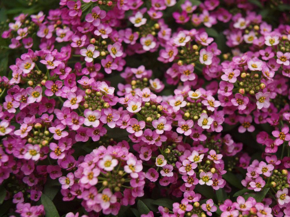 スイートアリッサム