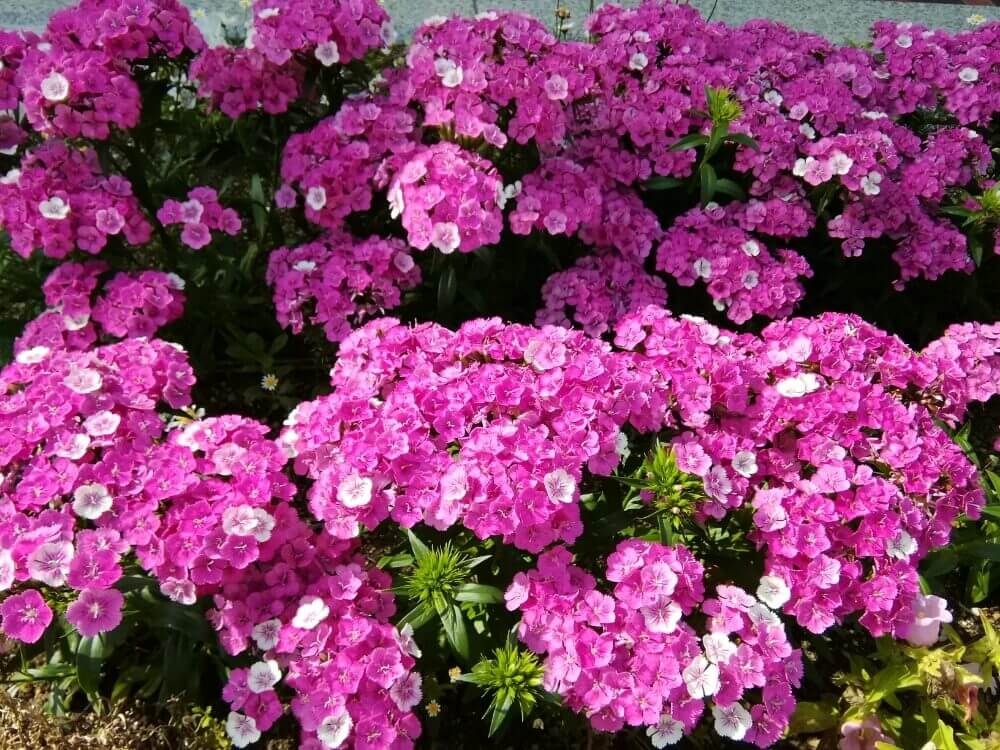 スイートアリッサムの花言葉 花の特徴や種類 人気の品種は Greensnap グリーンスナップ