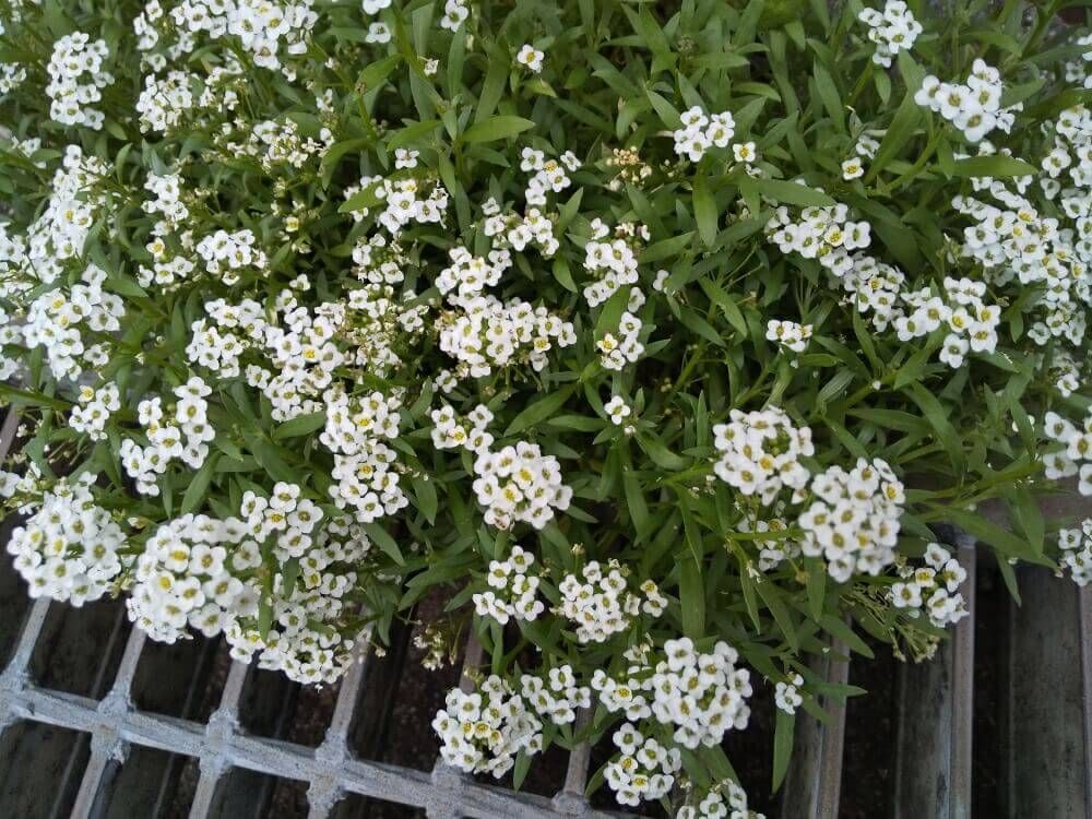 スイートアリッサム