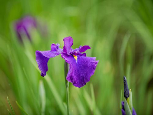 5月の誕生花 日別の花一覧と花言葉は 5月生まれの人に贈ろう Greensnap グリーンスナップ