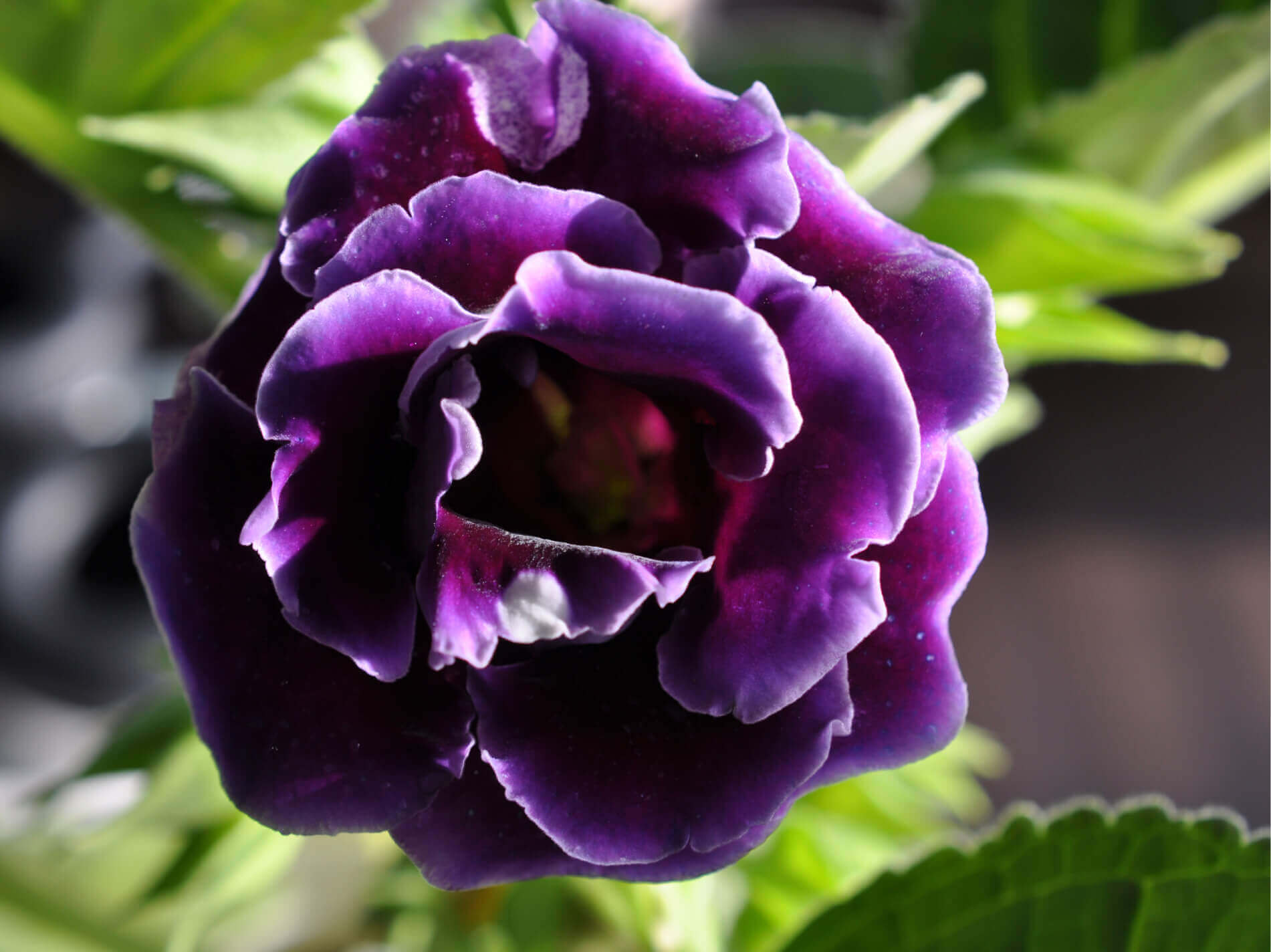 グロキシニアの花言葉 種類や由来 花の特徴は Greensnap グリーンスナップ