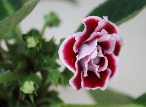 グロキシニアの花言葉 種類や由来 花の特徴は Greensnap グリーンスナップ グロキシニアの花言葉 種類や由来 花の特徴は Greensnap グリーンスナップ