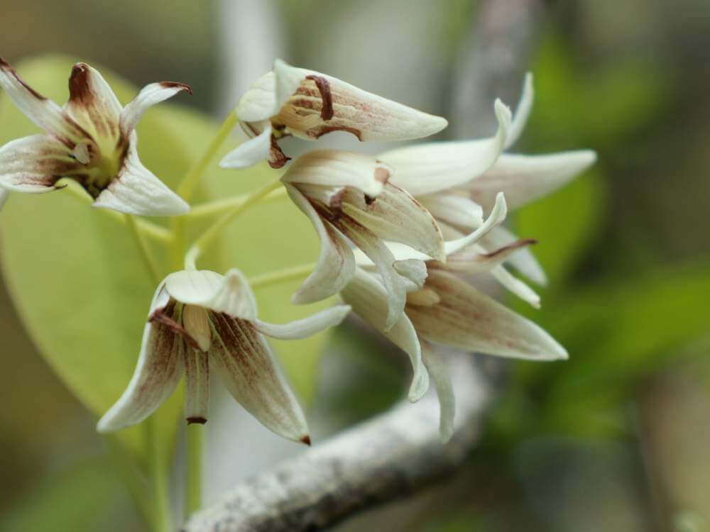 ムベの花言葉 花の特徴や由来 アケビとの違いは Greensnap グリーンスナップ