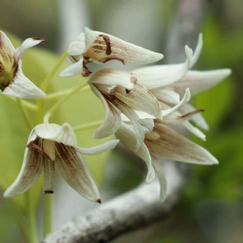 ムベの花言葉 花の特徴や由来 アケビとの違いは Greensnap グリーンスナップ