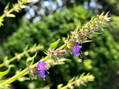 ヒソップの花言葉 花の特徴や種類 どんな香りがする Greensnap グリーンスナップ
