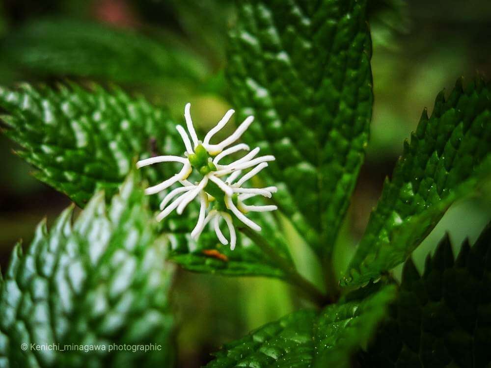 ヒトリシズカの花言葉 花の特徴や種類 変わった名前の由来は Greensnap グリーンスナップ