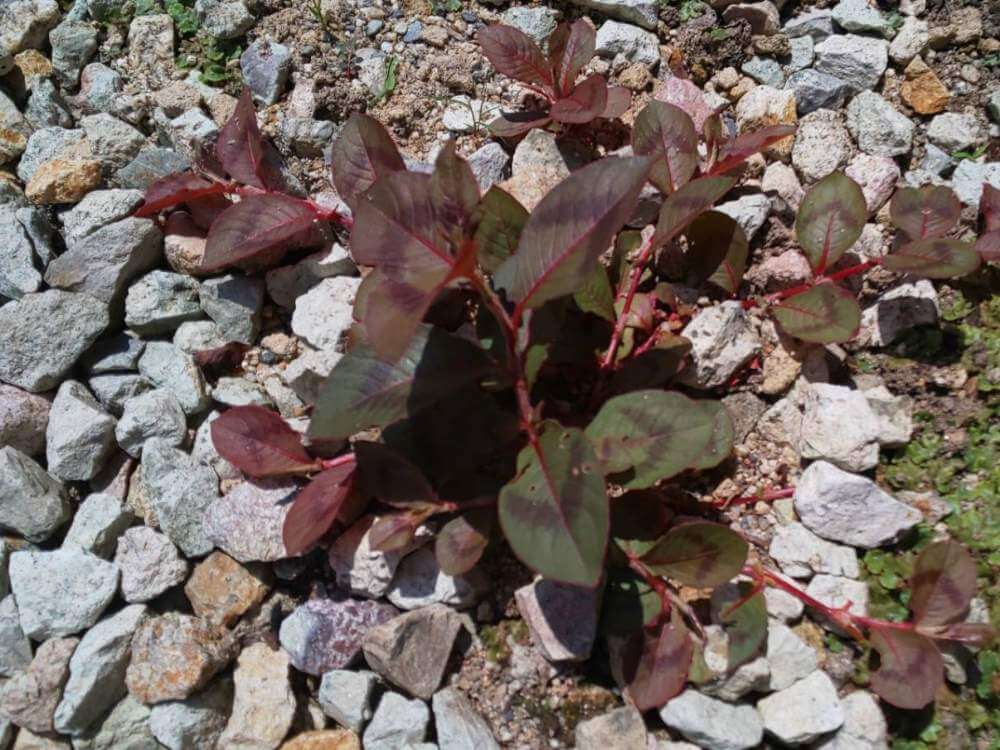 ヒメツルソバの花言葉 花の特徴や種類 グランドカバーにおすすめ Greensnap グリーンスナップ