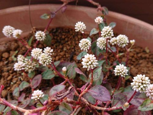 ヒメツルソバの花言葉 花の特徴や種類 グランドカバーにおすすめ Greensnap グリーンスナップ