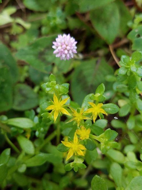 ヒメツルソバの花言葉 花の特徴や種類 グランドカバーにおすすめ Greensnap グリーンスナップ