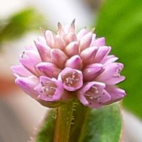 ヒメツルソバの花言葉｜花の特徴や種類、グランドカバーにおすすめ？の画像