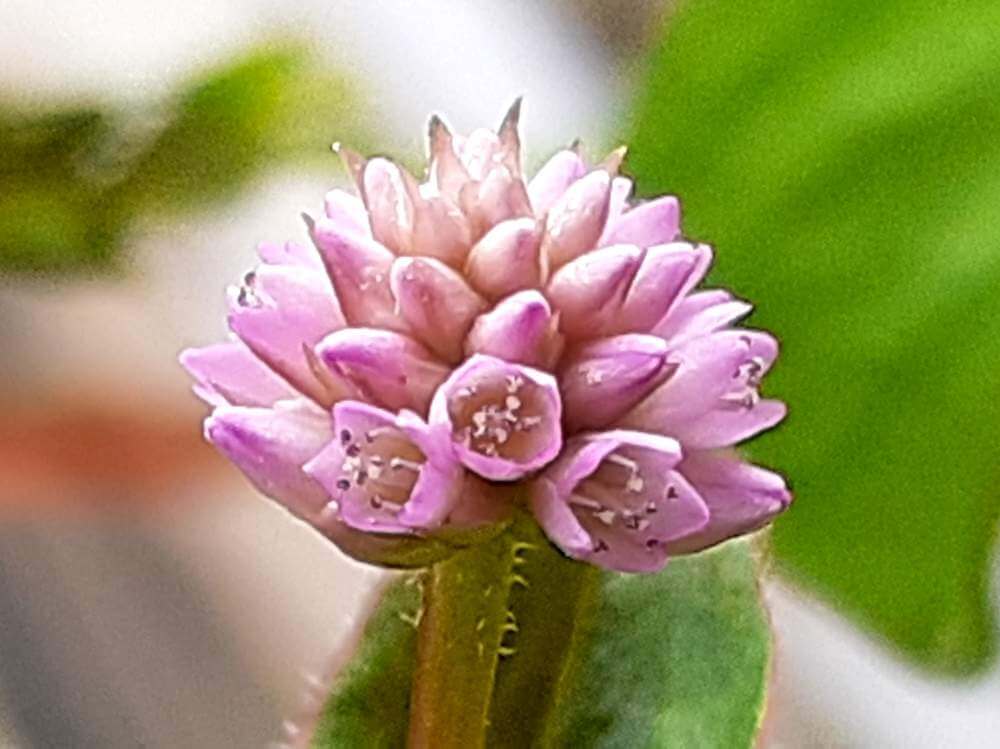 ヒメツルソバの花言葉 花の特徴や種類 グランドカバーにおすすめ Greensnap グリーンスナップ