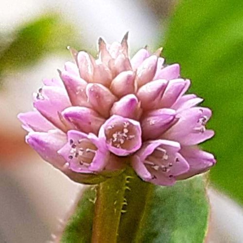 ヒメツルソバの花言葉 花の特徴や種類 グランドカバーにおすすめ Greensnap グリーンスナップ