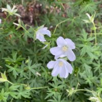 フウロソウの花言葉｜花の特徴や開花時期は？ゼラニウムと同一種？の画像